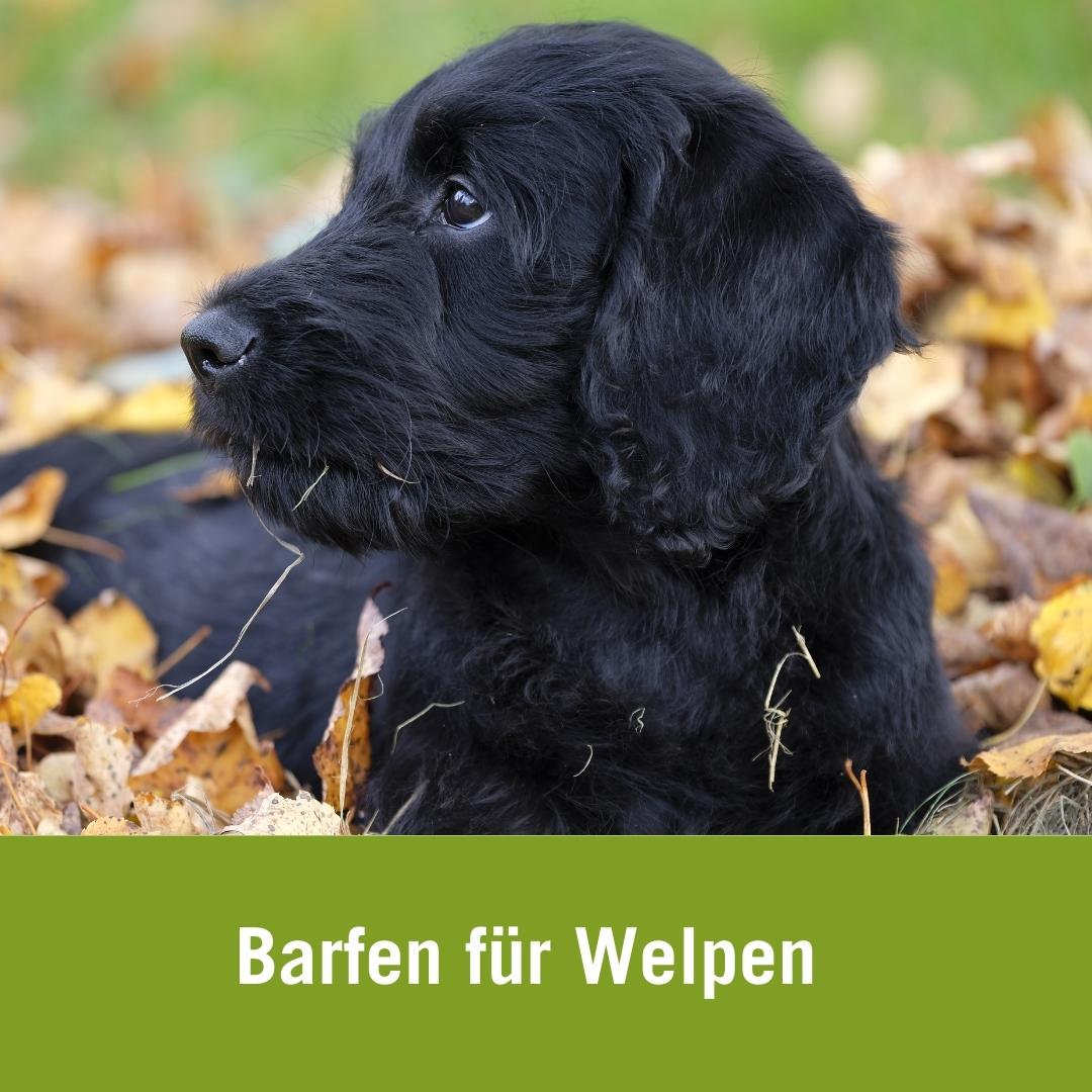 Ratgeber I BARFen bei Welpen