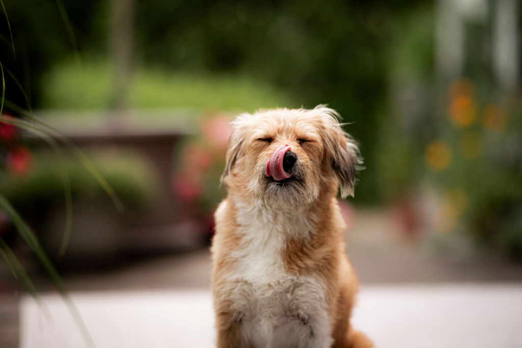 Wissen Magen: Hund schleckt Schnauze Wissen Magen: Hund schleckt Schnauze