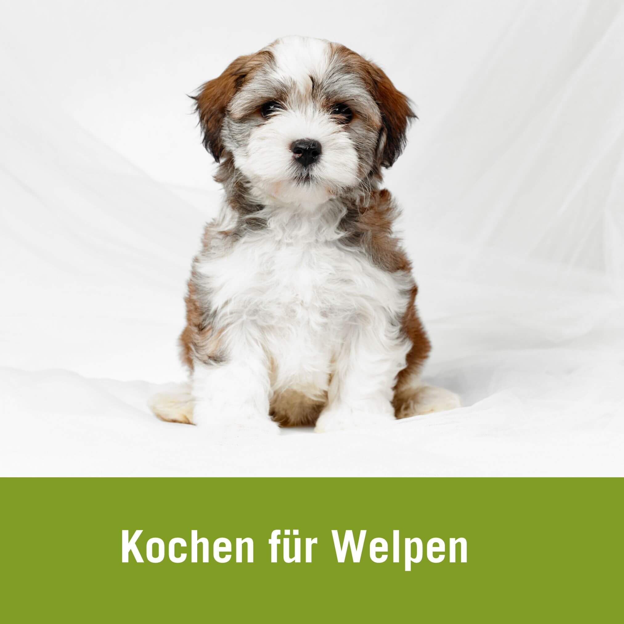 Kochen für Welpen