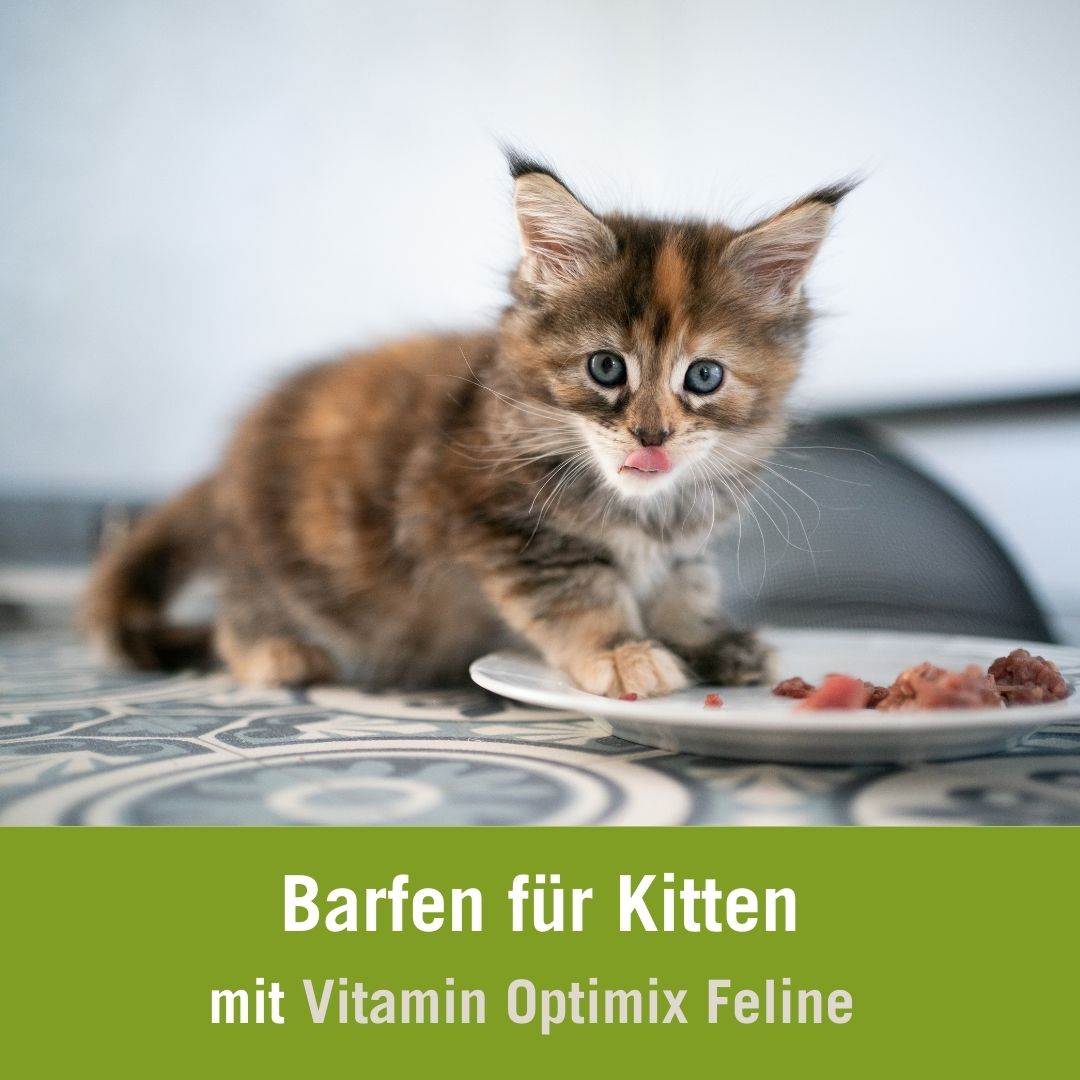Kitten barfen Futterplan