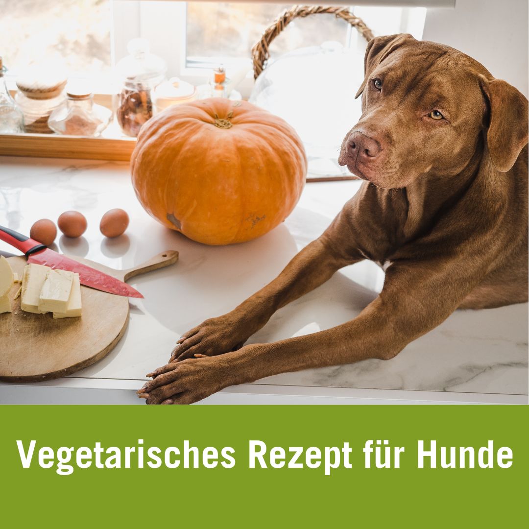 Vegetarischer Futterplan für Hunde