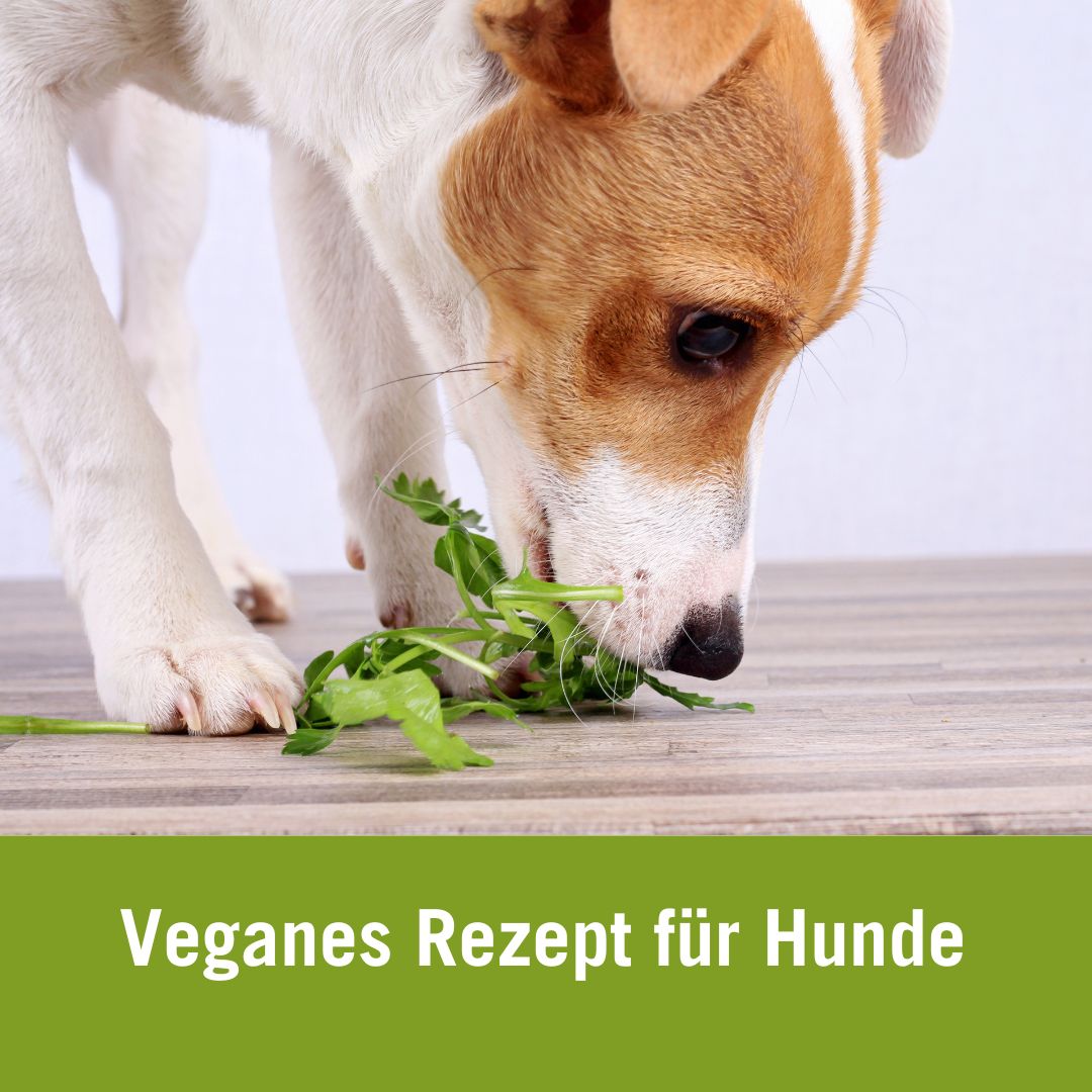 Veganer Futterplan für Hunde