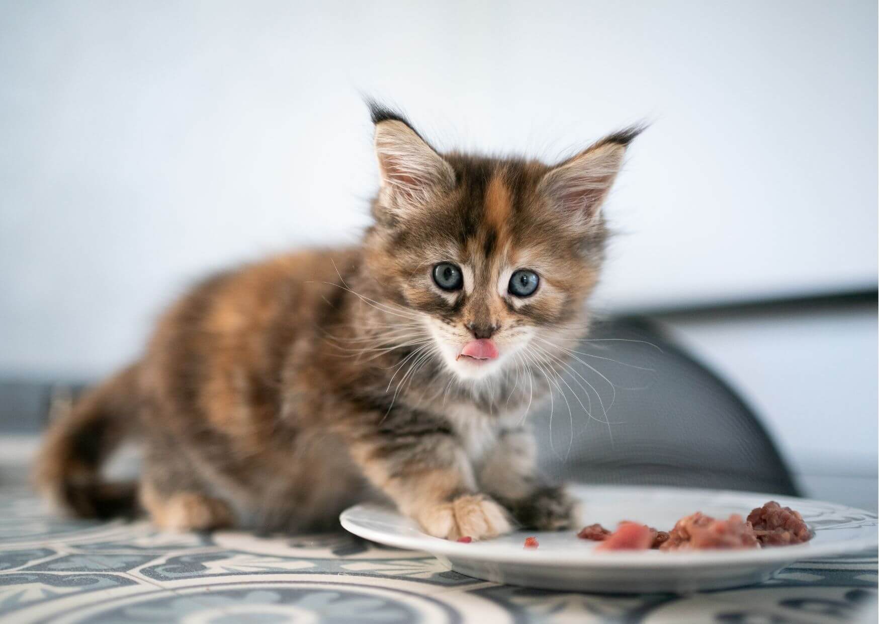 Kitten richtig barfen Kitten richtig barfen
