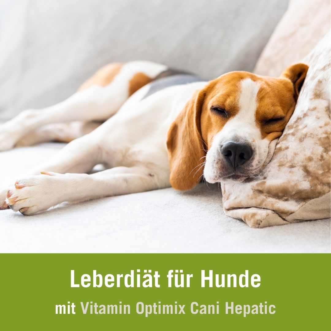 Futterplan Leberdiät Hund