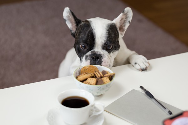 white-and-black-english-bulldog-stands-in-front-of-crackers-688961