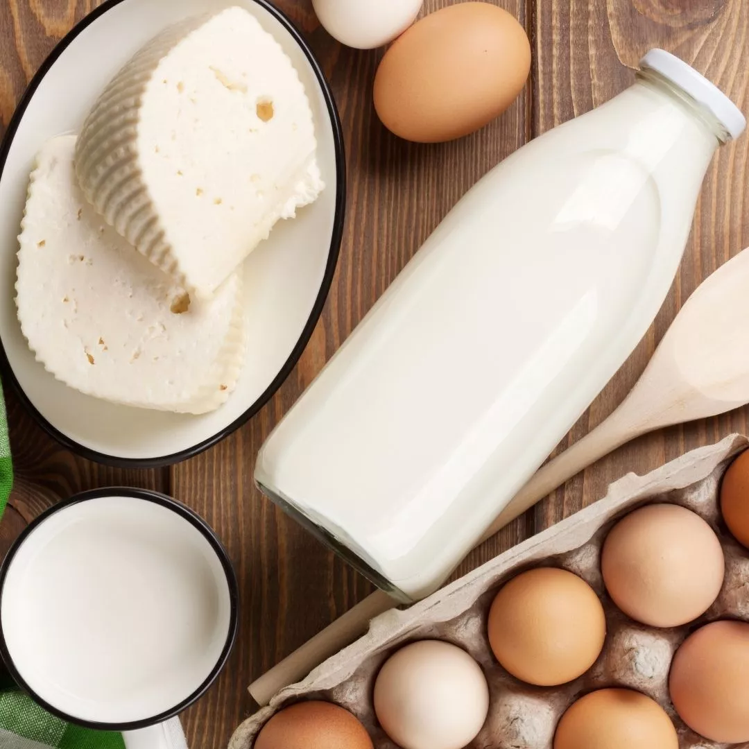 Futtermittelkunde | dürfen Hunde Eier und Milchprodukte essen - dekoratives Bild